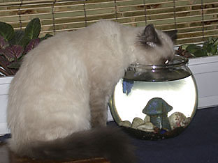 Pusa Drinking