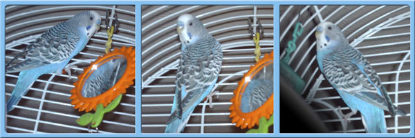 birdbirdbird