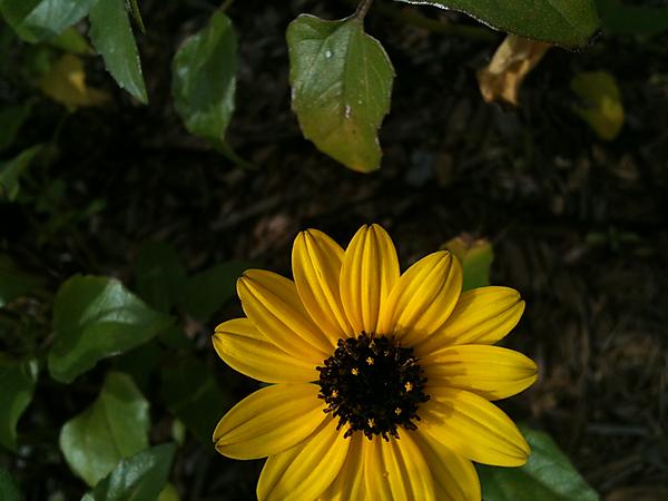New attached image