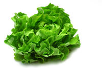 Lettuce