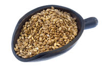 Barley