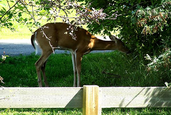 Deer