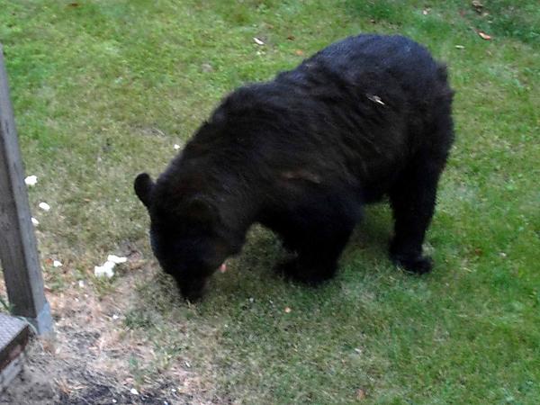 Bear
