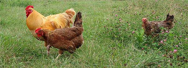 Chicks