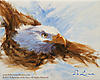 Bald Eagle Head Study