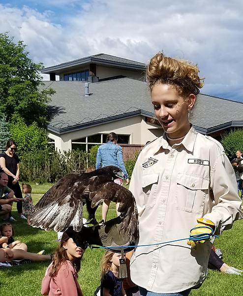 Arthur the Ferruginous Hawk