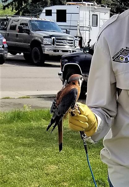 American Kestrel