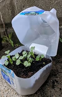 Seedlings in a gallon milk jug