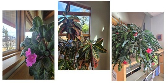 Plants in the Library
